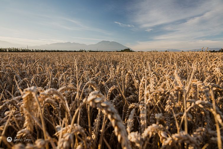 Wheat crop with Mt Hutt in the background, Methven, Mid-Canterbury, New Zealand