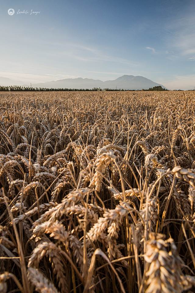 Wheat crop with Mt Hutt in the background, Methven, Mid-Canterbury, New Zealand