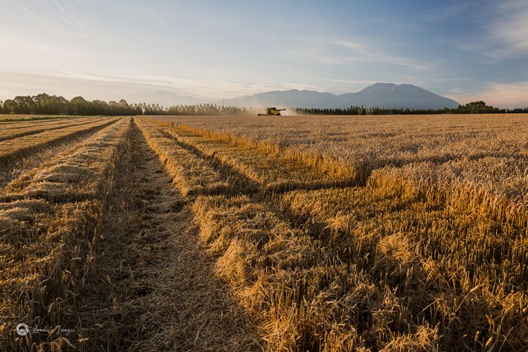 Sunset wheat harvesting, Methven, Mid-Canterbury, New Zealand