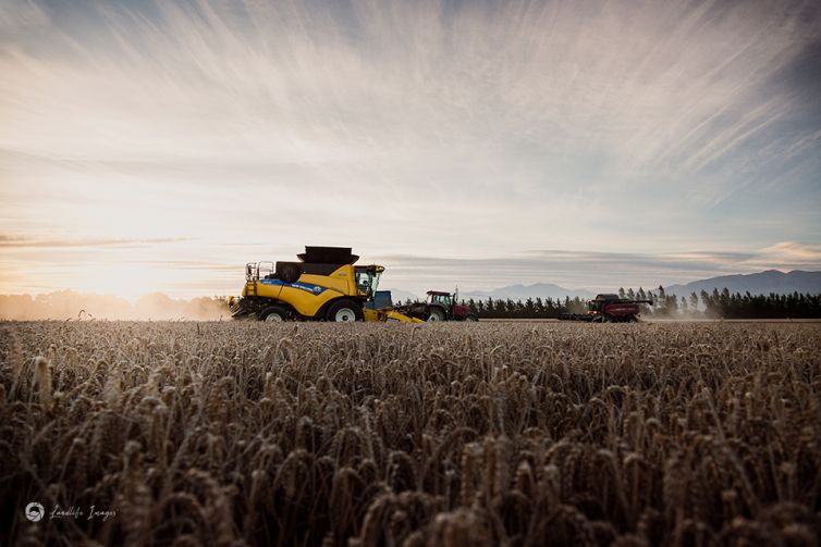 Sunset wheat harvesting, Methven, Mid-Canterbury, New Zealand