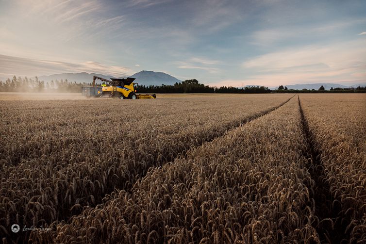 Sunset wheat harvesting, Methven, Mid-Canterbury, New Zealand