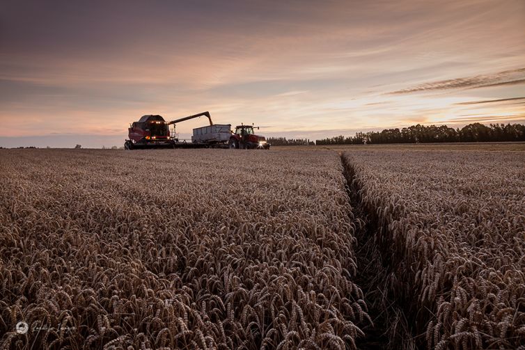 Sunset wheat harvesting, Methven, Mid-Canterbury, New Zealand