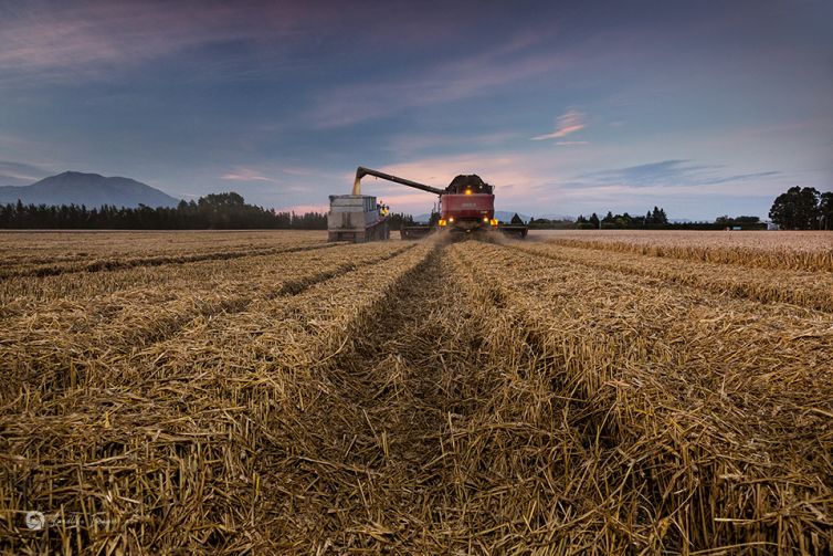 Sunset wheat harvesting, Methven, Mid-Canterbury, New Zealand