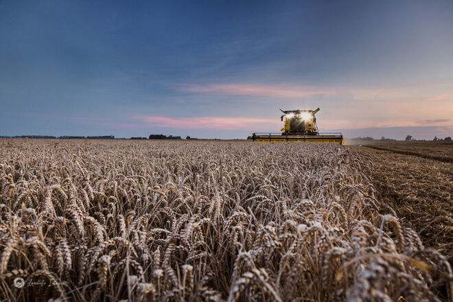 Sunset wheat harvesting, Methven, Mid-Canterbury, New Zealand