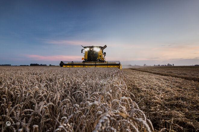 Sunset wheat harvesting, Methven, Mid-Canterbury, New Zealand