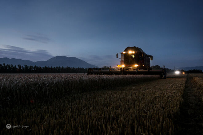 Twilight wheat harvesting, Methven, Mid-Canterbury, New Zealand