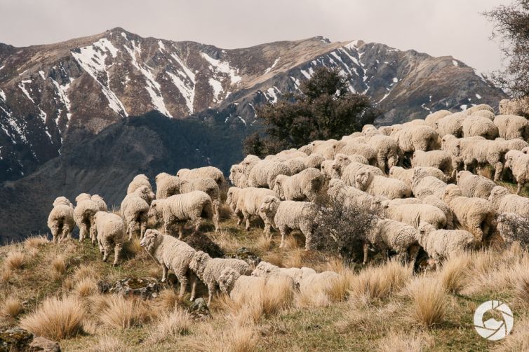Mustering Sheep, Canterbury High Country, New Zealand