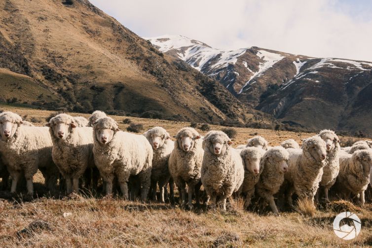 Mustering Sheep, Canterbury High Country, New Zealand