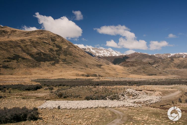 Mustering Sheep, Canterbury High Country, New Zealand