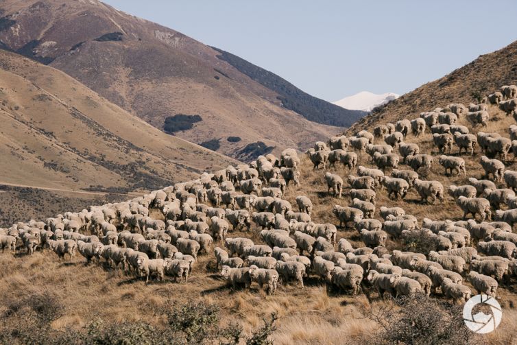 Mustering Sheep, Canterbury High Country, New Zealand
