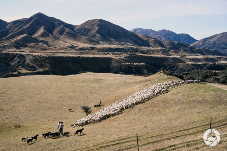 Mustering Sheep, Canterbury High Country, New Zealand
