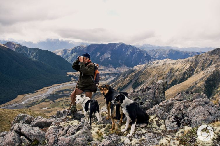 Musterer and his dogs, Canterbury High Country, New Zealand